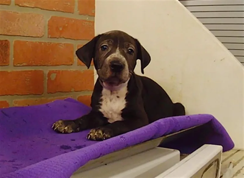A baby small-sized male Chihuahua dog named Puppy for adoption in Houston, TX