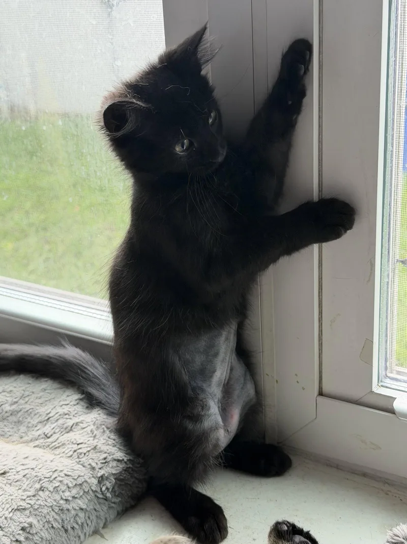 Koda