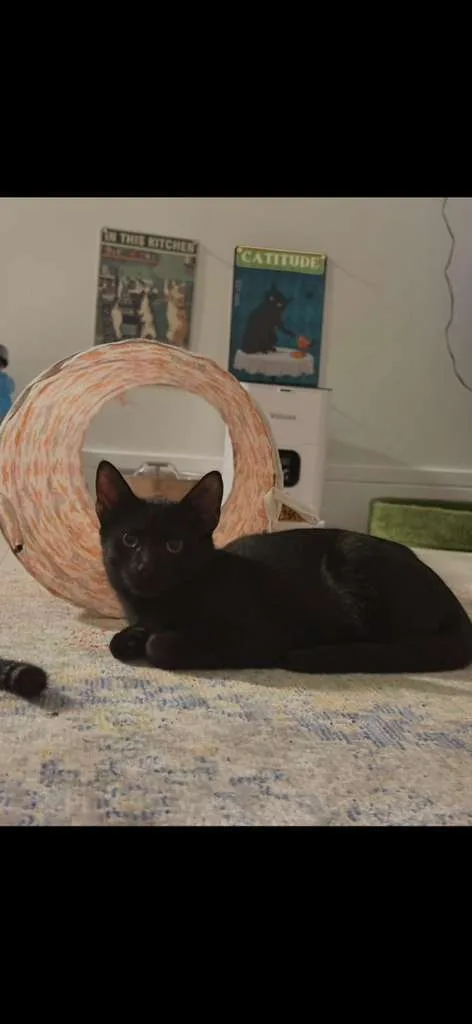 Agamemnon thumbnail 2