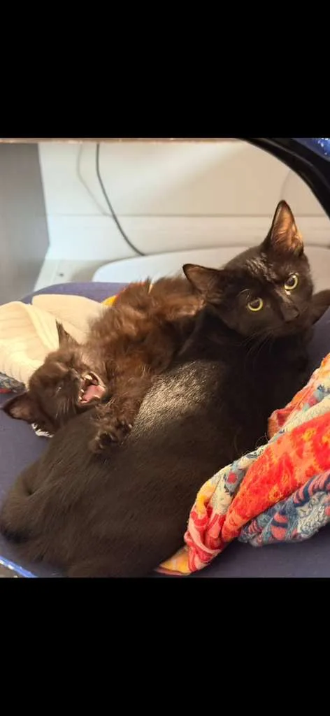 Agamemnon thumbnail 3