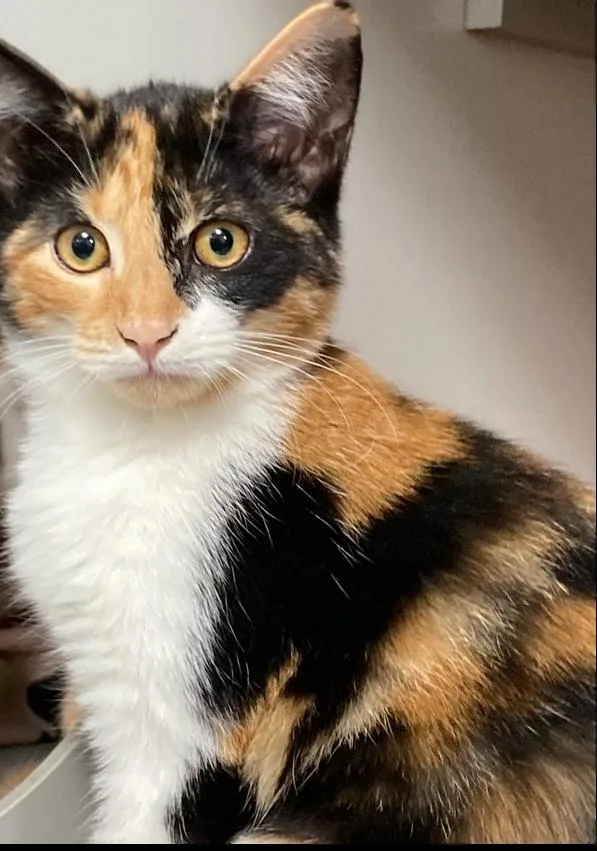 A baby small-sized female Black & White / Tuxedo Domestic Short Hair cat named Emma for adoption in Anoka, MN