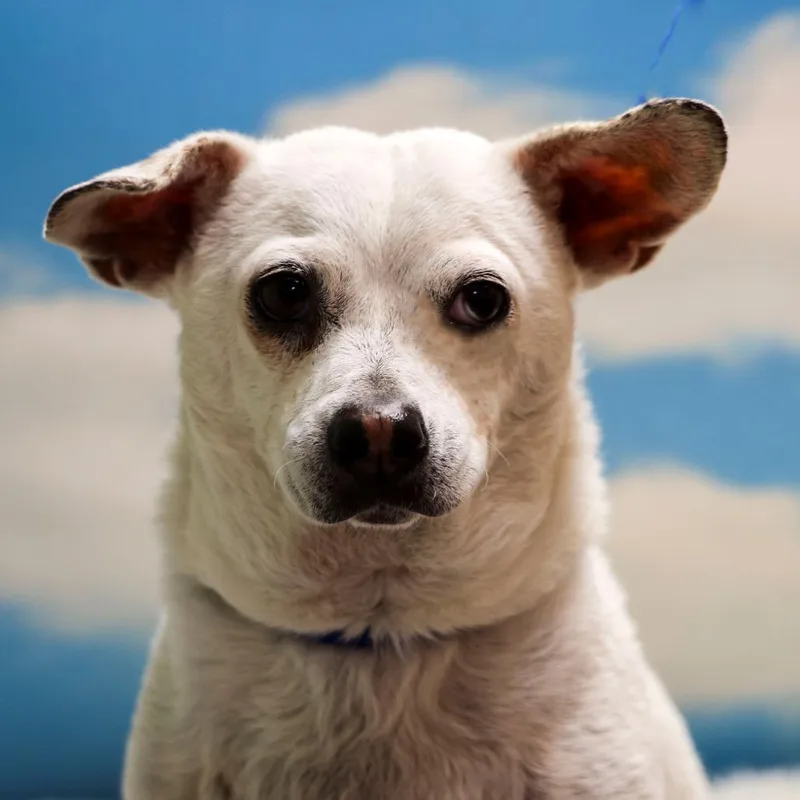 A senior small-sized male White / Cream Chihuahua dog named Grady for adoption in Casa Grande, AZ