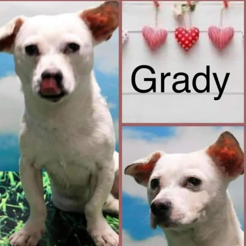 Grady thumbnail 3