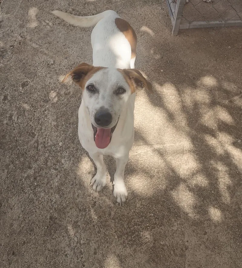 An adult small-sized female White / Cream Mixed Breed dog named Lita for adoption in Guayama, PR