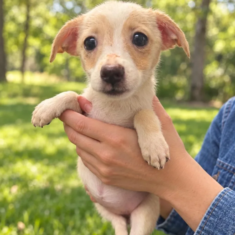 A baby small-sized female Yellow / Tan / Blond / Fawn Mixed Breed dog named Carrie for adoption in Columbiana, AL