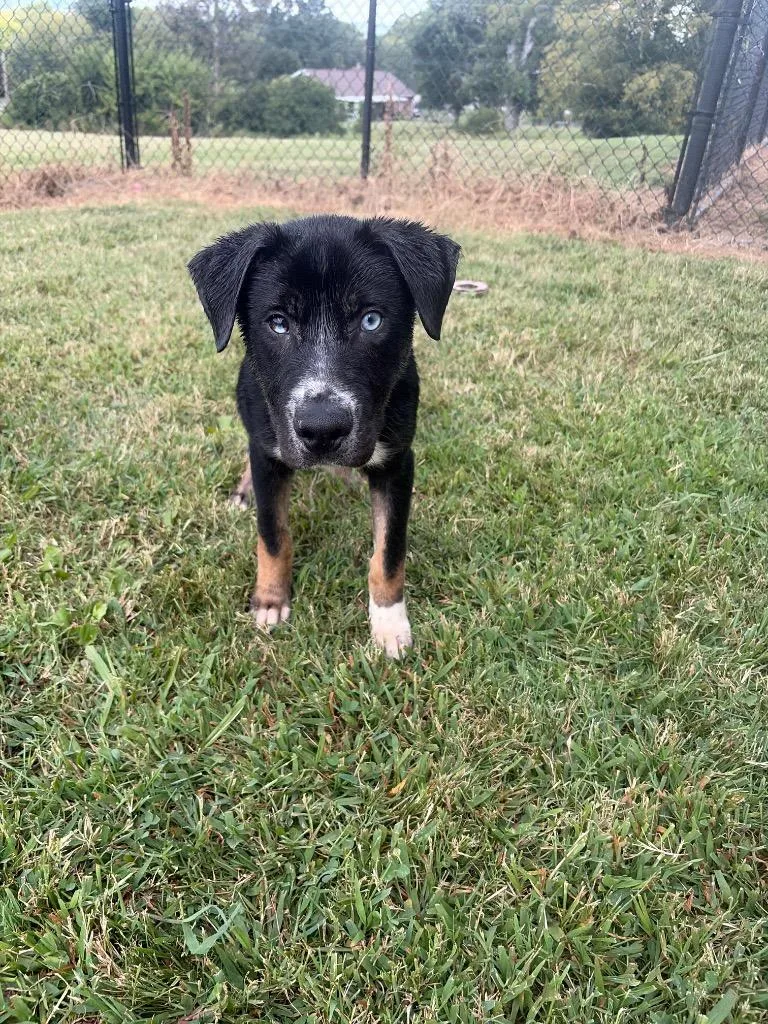Pup