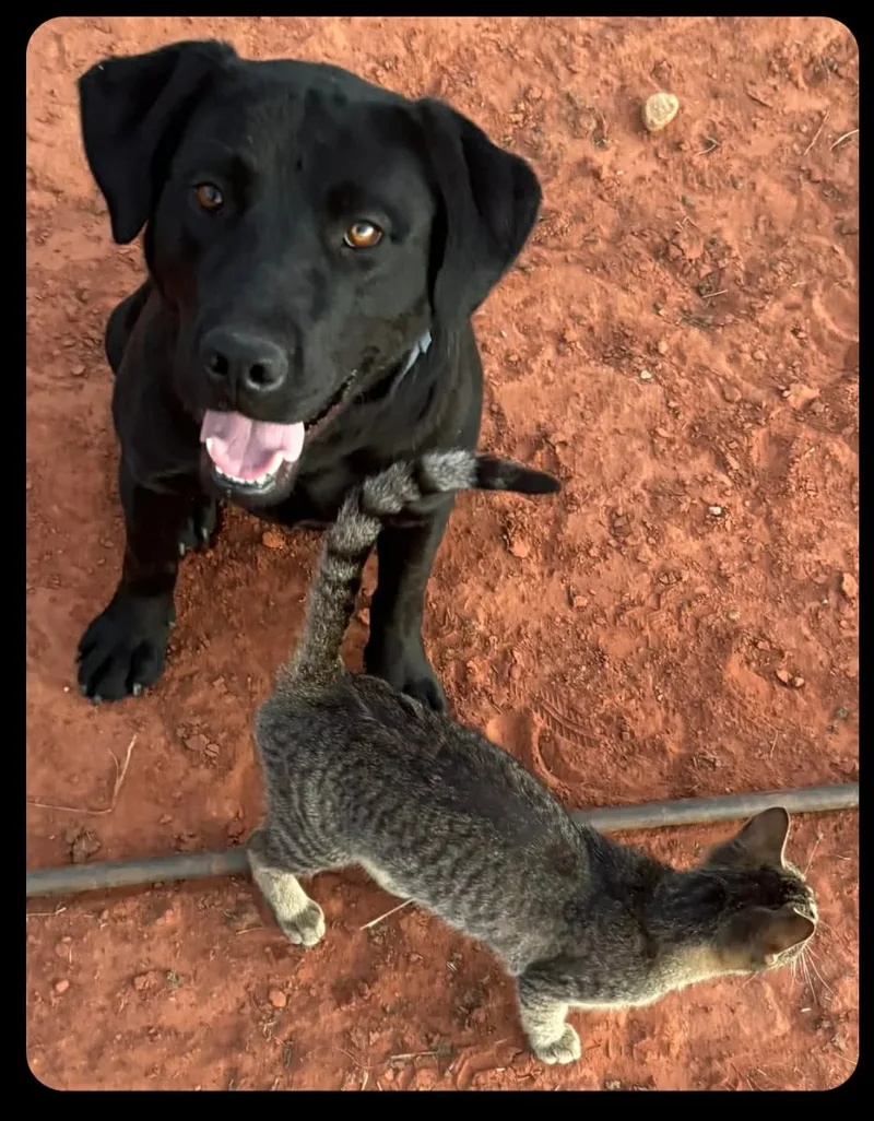 Johnny B. Good thumbnail 2