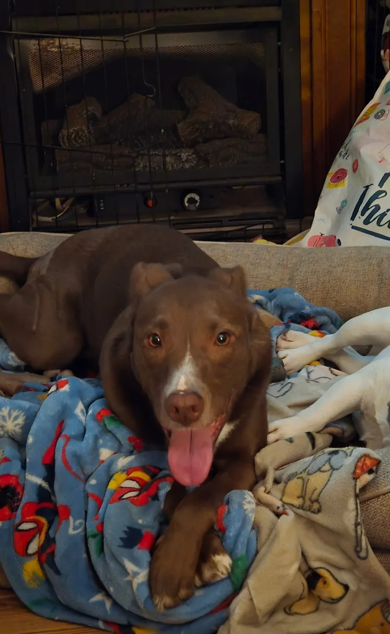 An adult medium-sized female Brown Labrador Retriever dog named Moose for adoption in Meeker, OK
