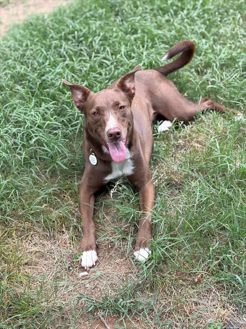An adult medium-sized female Brown Labrador Retriever dog named Moose for adoption in Meeker, OK