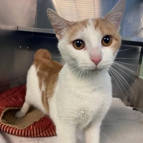 A young medium-sized female Orange / Red Domestic Short Hair cat named Rue for adoption in Dayton, OH