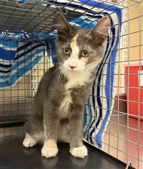 A baby small-sized female Domestic Short Hair cat named A for adoption in Fort Myers, FL