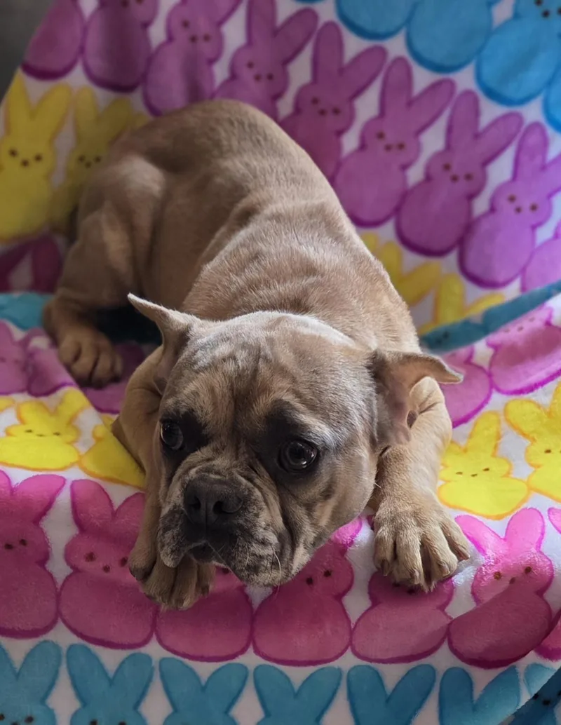 Chocolate Merle Frenchie Pup thumbnail 2