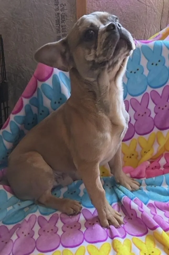 Chocolate Merle Frenchie Pup thumbnail 3