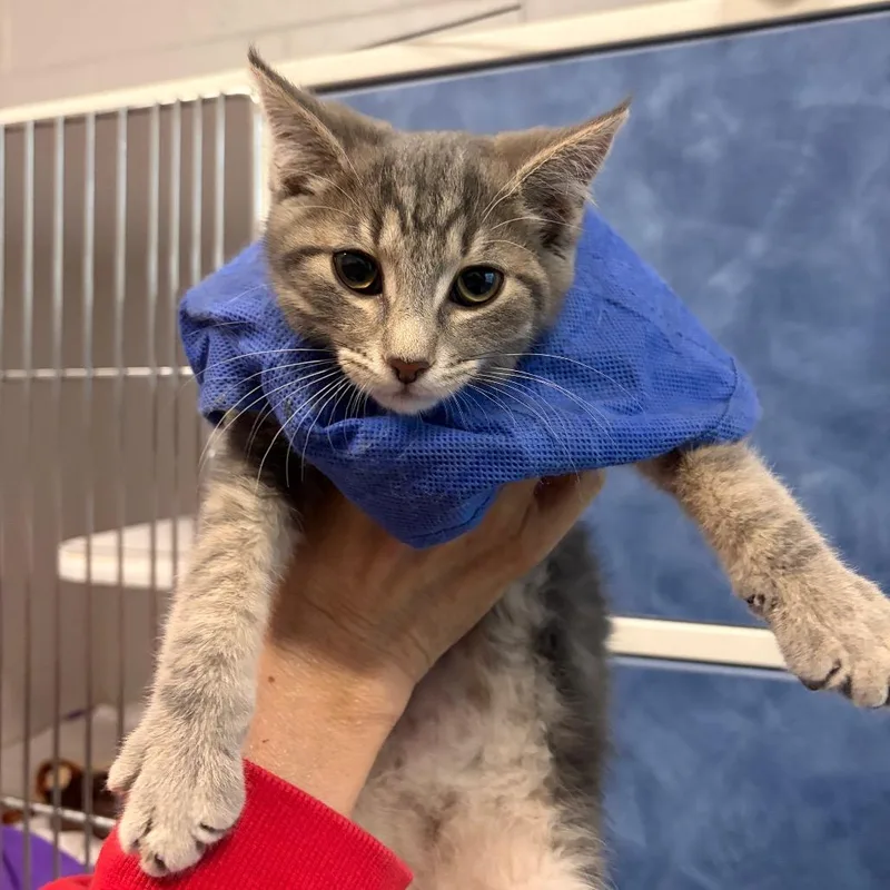 A baby small-sized male Brown / Chocolate Domestic Short Hair cat named Prongs for adoption in Dearborn, MI