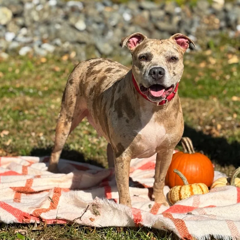An adult medium-sized female Tricolor (Brown, Black, & White) Pit Bull Terrier dog named Luna for adoption in Syosset, NY