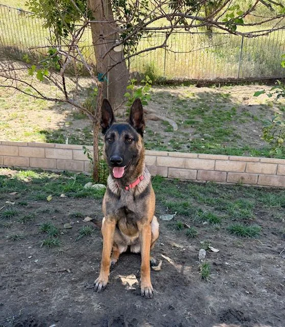 A baby large-sized female Belgian Shepherd / Malinois dog named Boo for adoption in Beverly Hills, CA