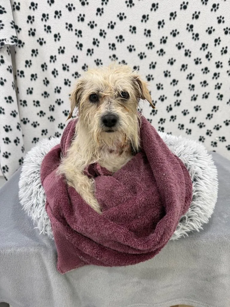 An adult small-sized male Terrier dog named Frankie for adoption in Brookings, OR
