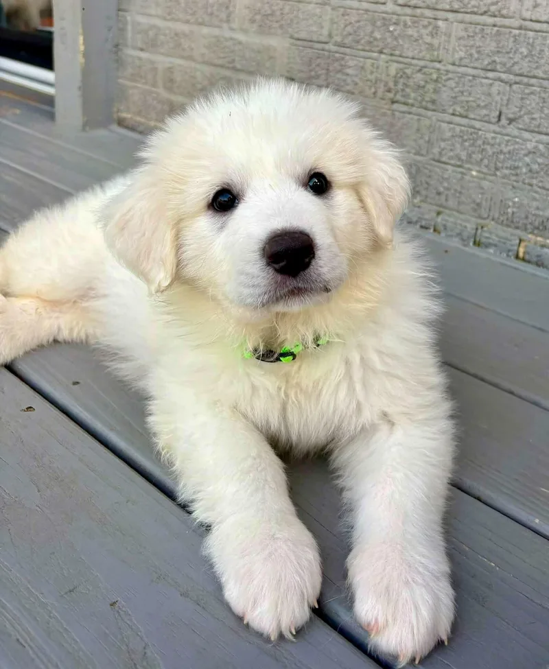 A baby large-sized female White / Cream Great Pyrenees dog named Lexie for adoption in Nashville, TN