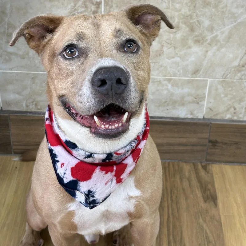 An adult medium-sized male Yellow / Tan / Blond / Fawn Pit Bull Terrier dog named Biscotti for adoption in Cypress, TX