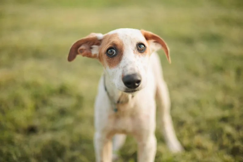 Hazelnut thumbnail 2