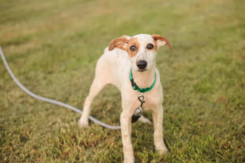 Hazelnut thumbnail 3