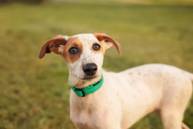 Hazelnut thumbnail 4