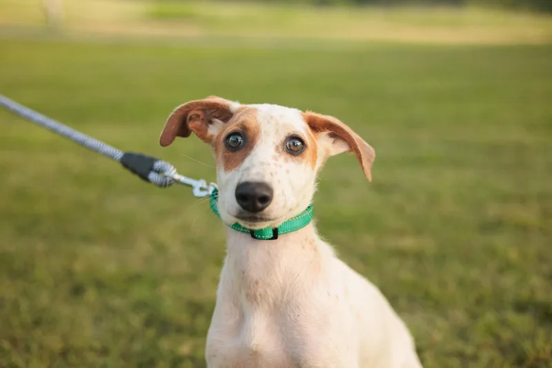 Hazelnut thumbnail 5