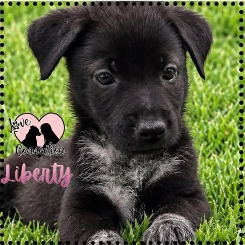 A baby medium-sized female Black Border Collie dog named Liberty for adoption in Gilbert, AZ