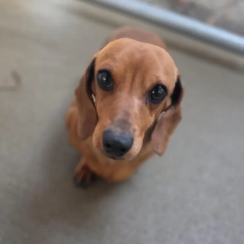 An adult small-sized female Red / Chestnut / Orange Dachshund dog named Floriana for adoption in Delaware, OH