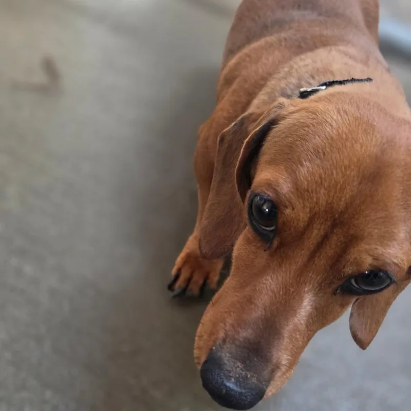 Floriana thumbnail 3