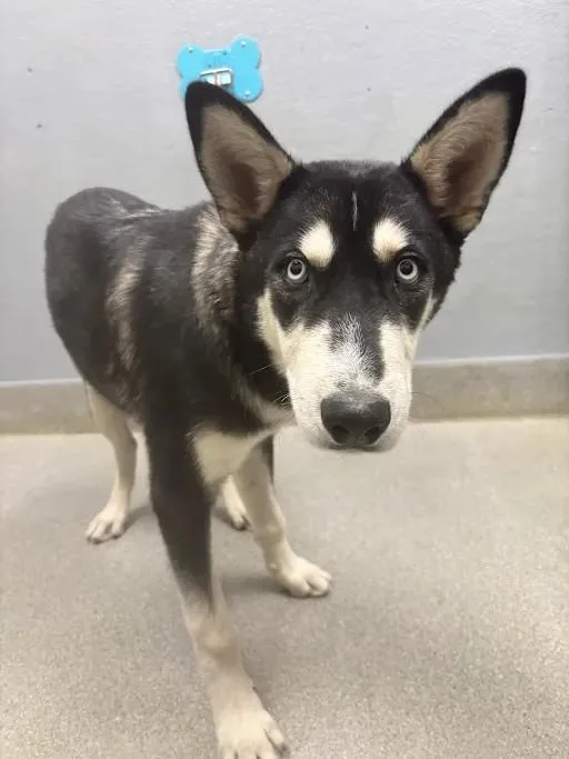 A young medium-sized male Siberian Husky dog named Fizz Pop for adoption in Las Vegas, NV
