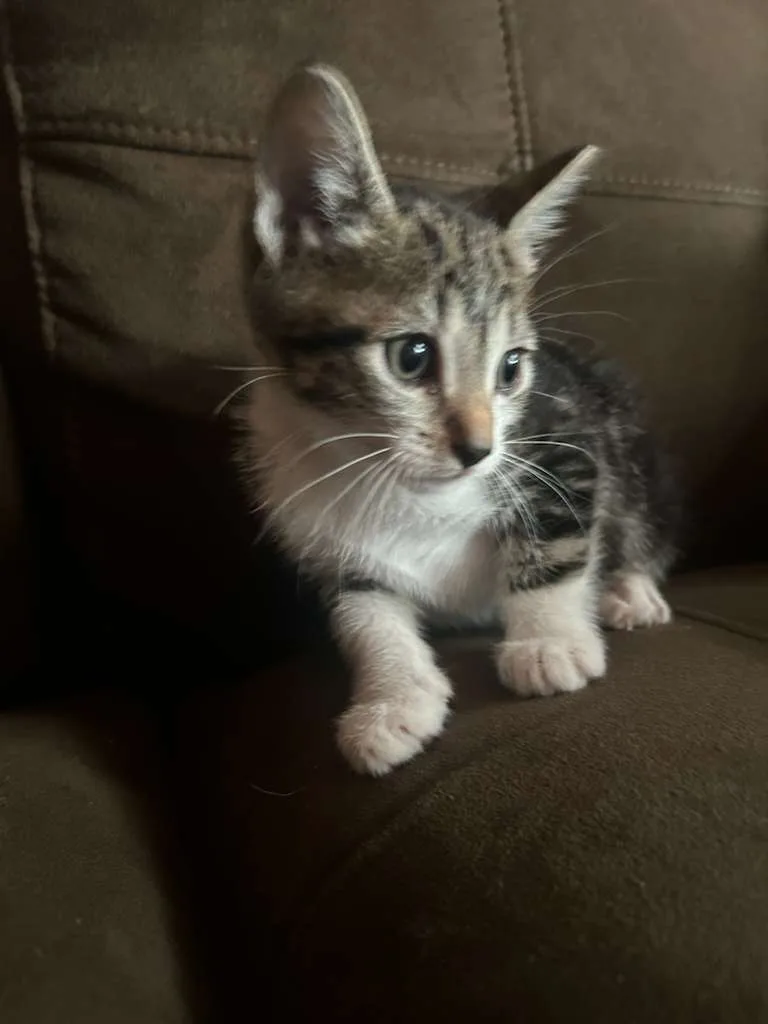 Delphine thumbnail 2