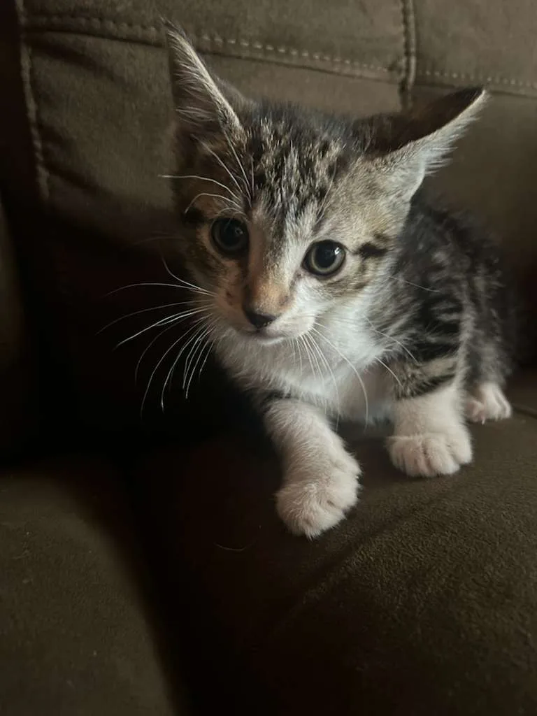 Delphine thumbnail 3