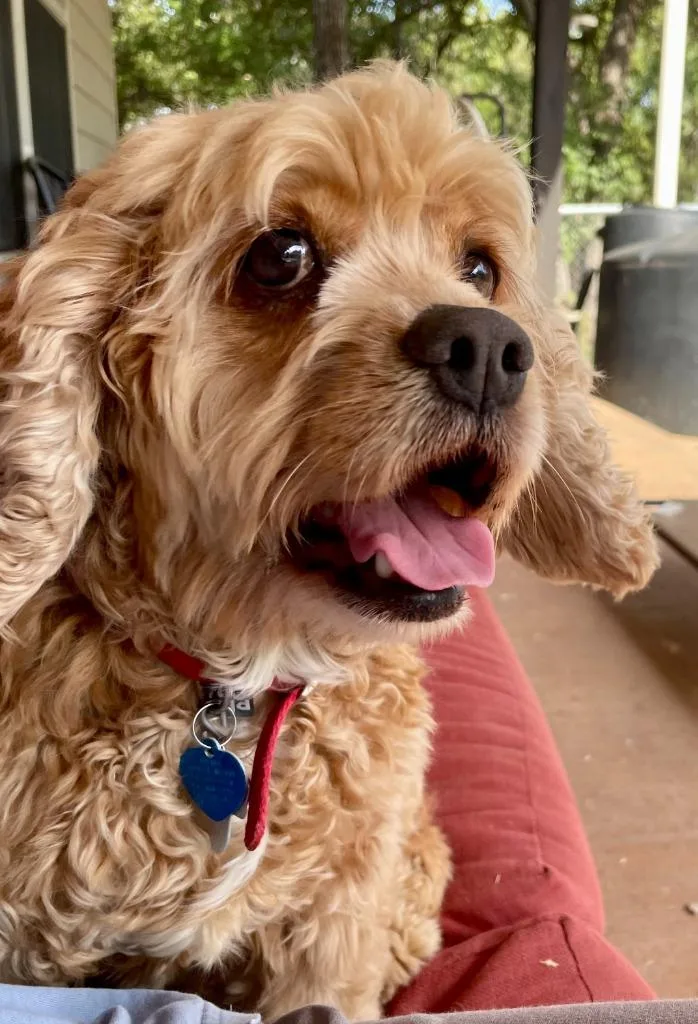 A senior medium-sized female Cocker Spaniel dog named LilacLola for adoption in Austin, TX