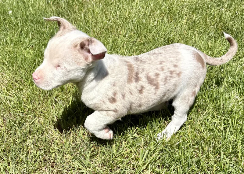 A baby small-sized male Merle (Red) Chihuahua dog named Dallas for adoption in Chesterfield, MI