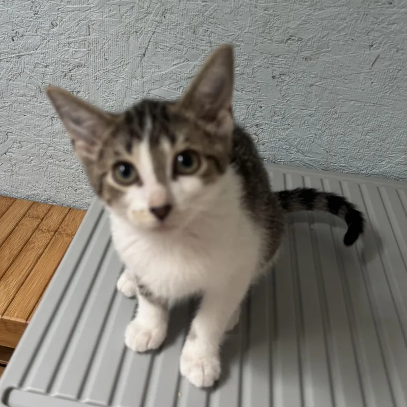 A baby small-sized female White Domestic Short Hair cat named Bella for adoption in Richland, MI