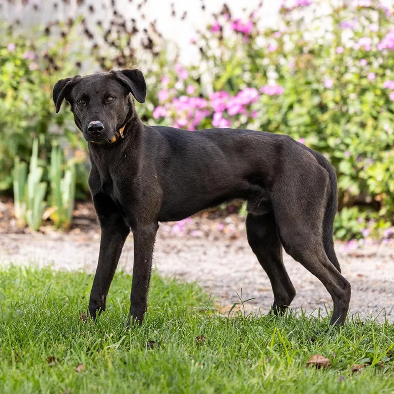 A young large-sized male Chesapeake Bay Retriever dog named Tank for adoption in Council Bluffs, IA