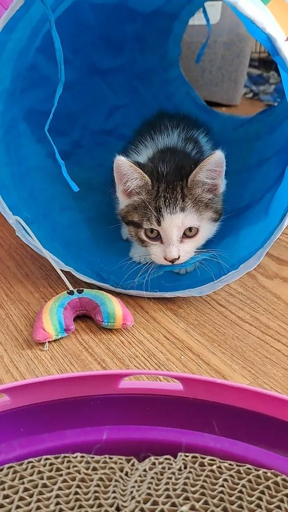 A baby small-sized female Gray & White Domestic Short Hair cat named Alexia for adoption in Lansing, MI