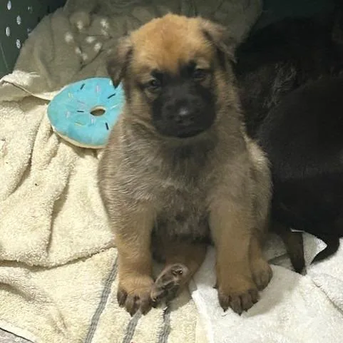 A baby small-sized male Yellow / Tan / Blond / Fawn German Shepherd Dog dog named Discovery for adoption in Austin, TX