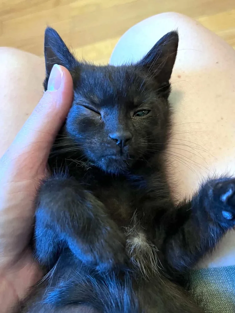 A baby small-sized male Black Domestic Short Hair cat named Cricket for adoption in Belvidere, IL