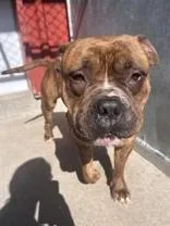 An adult large-sized male Brindle American Bully dog named Boss for adoption in Moline, IL