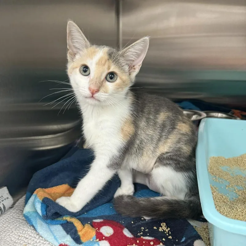 A baby small-sized female Gray / Blue / Silver Domestic Short Hair cat named Maya for adoption in Jupiter, FL
