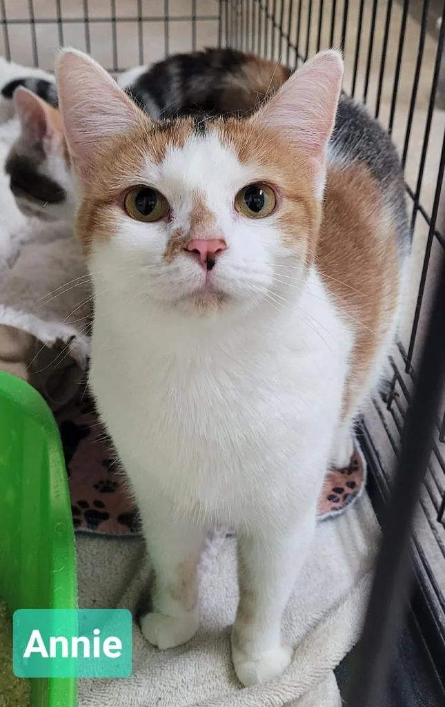 A young medium-sized female Domestic Short Hair cat named Annie for adoption in Richmond, IN