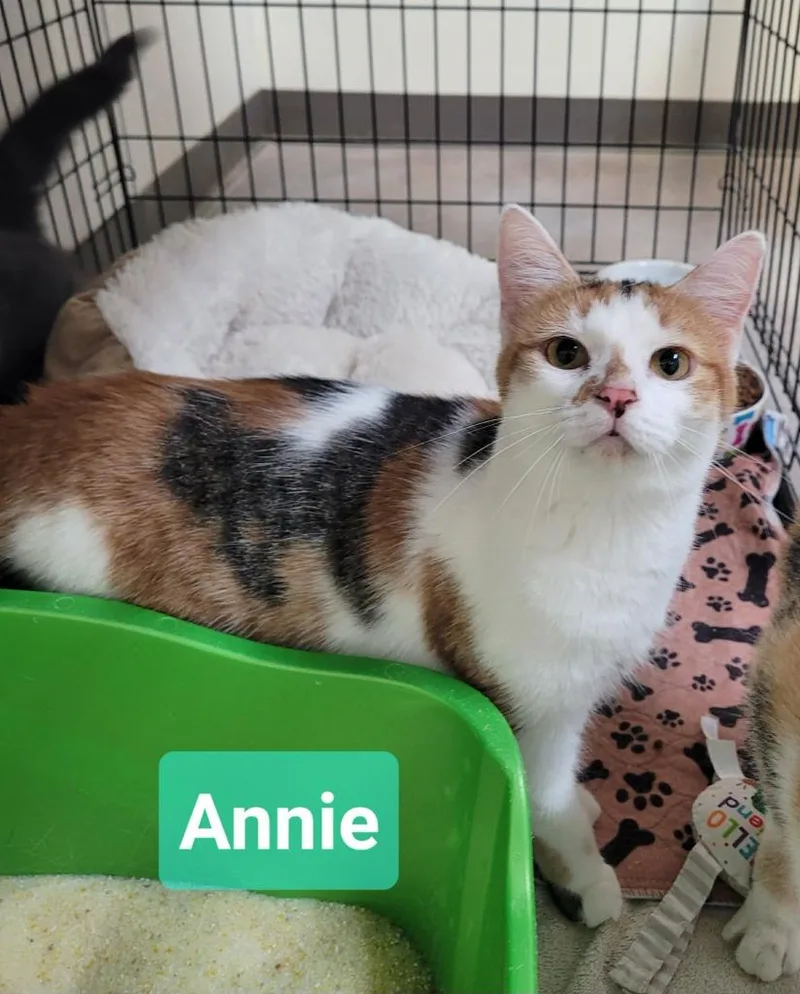 Annie thumbnail 2