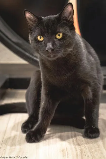 A baby small-sized male Domestic Short Hair cat named Zeus for adoption in Manteo, NC