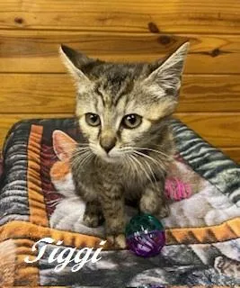 A baby medium-sized female Tabby (Brown / Chocolate) Tabby cat named Tiggi for adoption in Southern Pines, NC