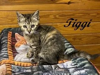 Tiggi thumbnail 2