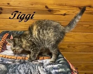 Tiggi thumbnail 3