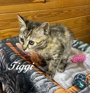 Tiggi thumbnail 4