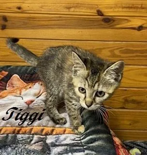 Tiggi thumbnail 5